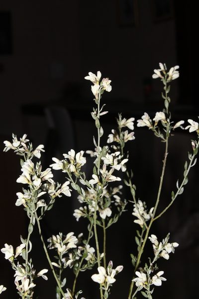 Amphithalea pageae, photographed by Brian du Preez