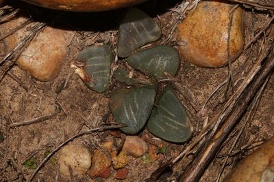 Haworthia mutica, photographed by Brian du Preez