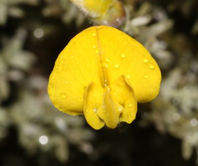 Polhillia xairuensis, photographed by Brian du Preez