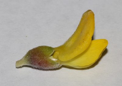 Polhillia xairuensis, photographed by Brian du Preez