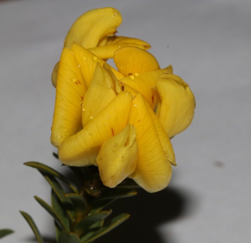 Liparia striata, photographed by Brian du Preez