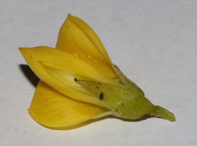 Liparia striata, photographed by Brian du Preez