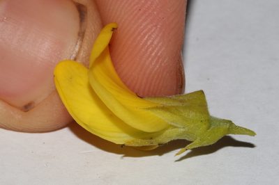 Liparia striata, photographed by Brian du Preez