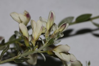 Amphithalea pageae, photographed by Brian du Preez