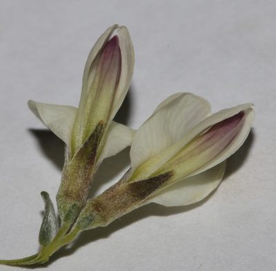 Amphithalea pageae, photographed by Brian du Preez