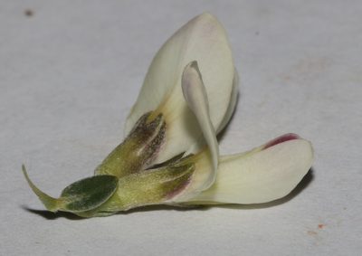 Amphithalea pageae, photographed by Brian du Preez