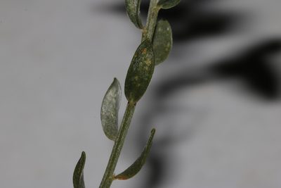 Amphithalea pageae, photographed by Brian du Preez