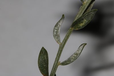 Amphithalea pageae, photographed by Brian du Preez