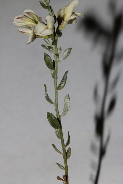 Amphithalea pageae, photographed by Brian du Preez