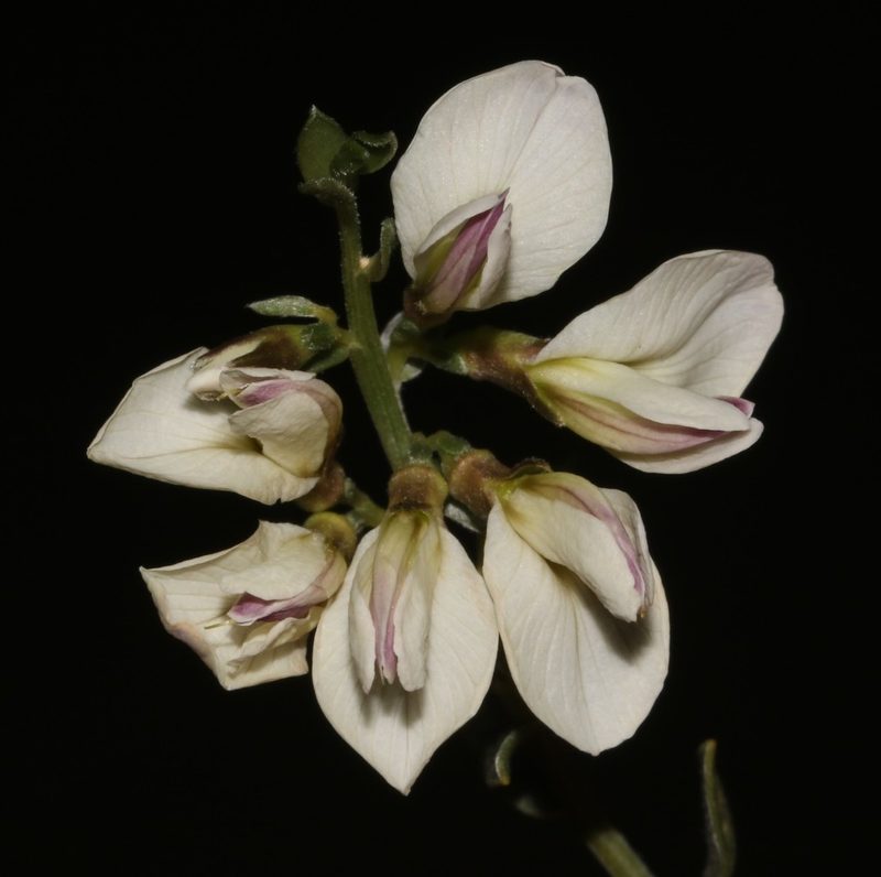 Amphithalea pageae, photographed by Brian du Preez