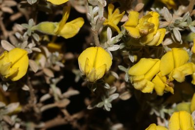 Polhillia pallens, photographed by Brian du Preez