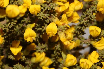 Aspalathus steudeliana, photographed by Brian du Preez