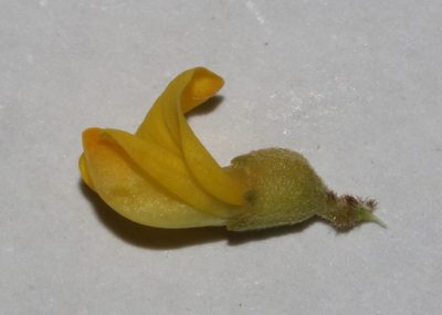 Aspalathus steudeliana, photographed by Brian du Preez