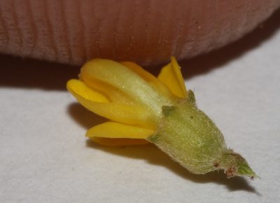 Aspalathus steudeliana, photographed by Brian du Preez