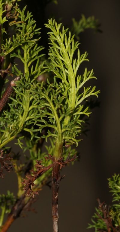 Notobubon striatum, photographed by Brian du Preez