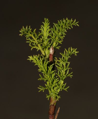 Notobubon striatum, photographed by Brian du Preez