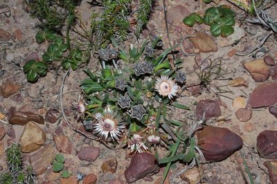 Acrodon subulatus, photographed by Brian du Preez