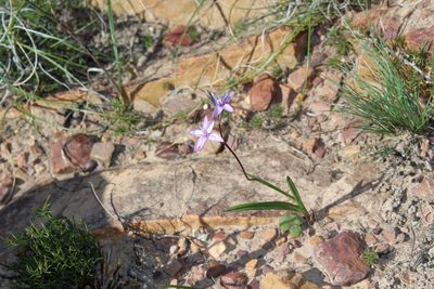 Hesperantha fibrosa, photographed by Brian du Preez