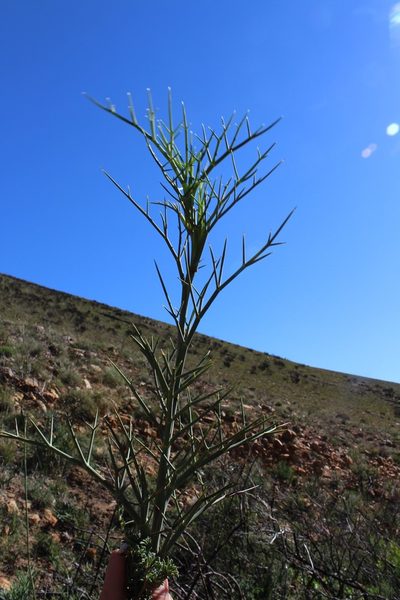 Notobubon pungens, photographed by Brian du Preez