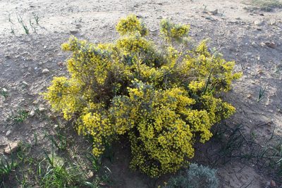Polhillia stirtoniana, photographed by Brian du Preez