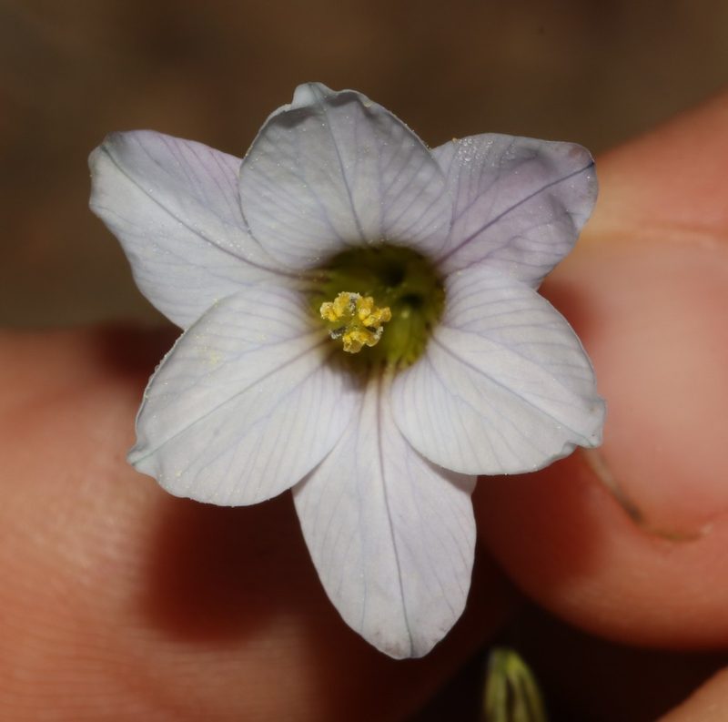 Ixia capillaris, photographed by Brian du Preez