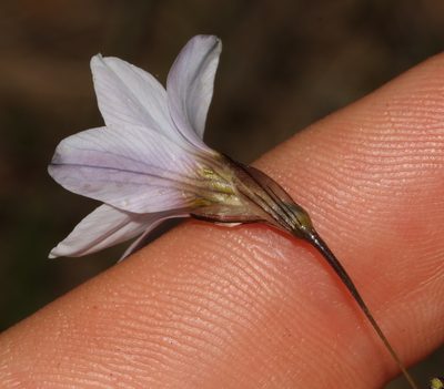 Ixia capillaris, photographed by Brian du Preez