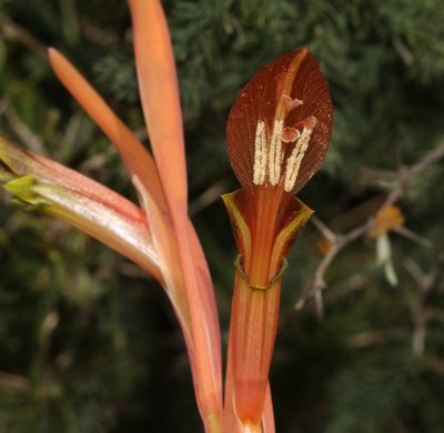 Gladiolus abbreviatus, photographed by Brian du Preez