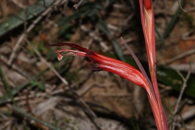 Gladiolus abbreviatus, photographed by Brian du Preez