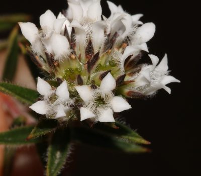 Euchaetis schlechteri, photographed by Brian du Preez