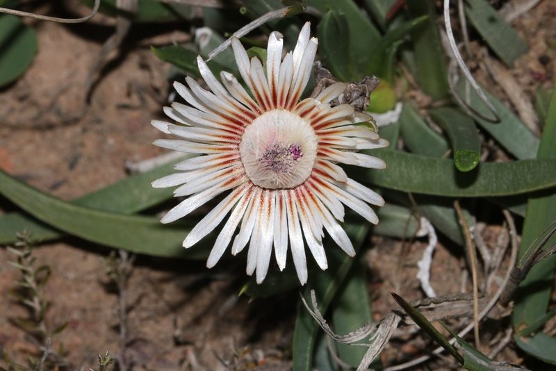 Acrodon subulatus, photographed by Brian du Preez