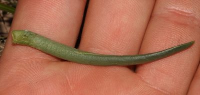 Acrodon subulatus, photographed by Brian du Preez
