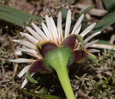 Acrodon subulatus, photographed by Brian du Preez