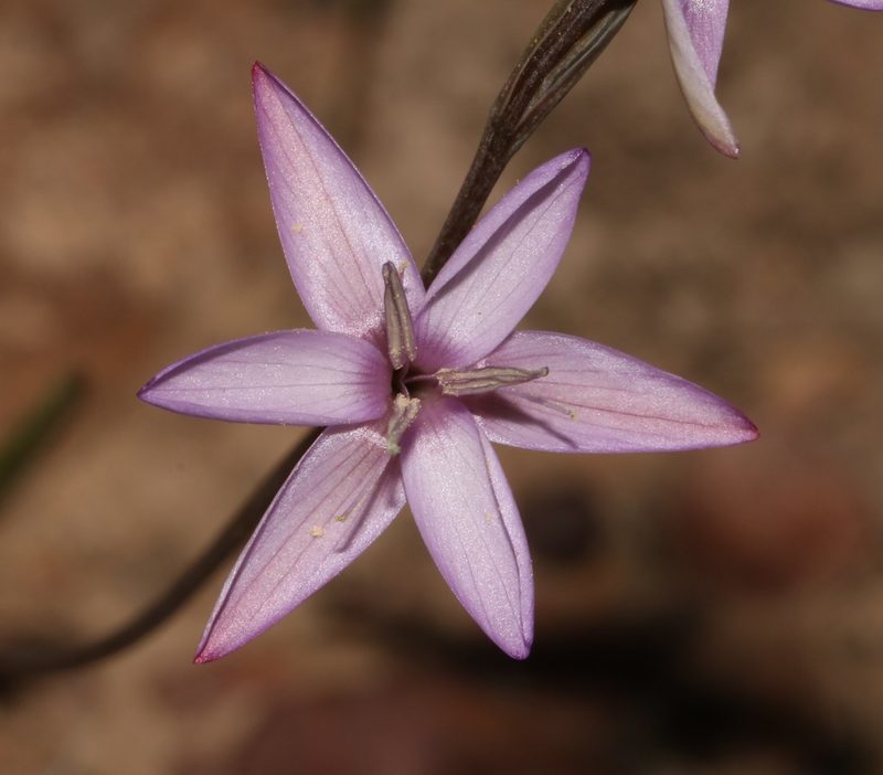 Hesperantha fibrosa, photographed by Brian du Preez