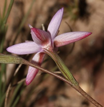 Hesperantha fibrosa, photographed by Brian du Preez