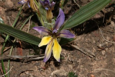 Babiana patula, photographed by Brian du Preez