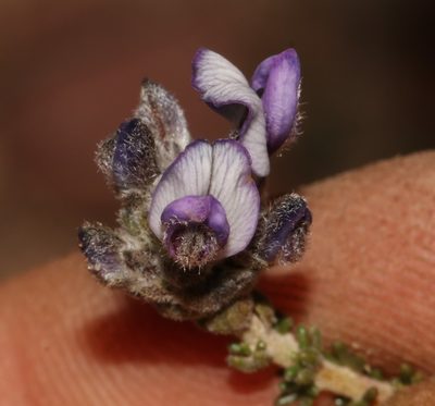 Aspalathus nigra, photographed by Brian du Preez