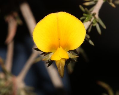 Aspalathus cliffortioides, photographed by Brian du Preez