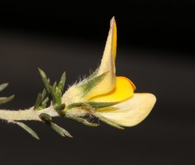 Aspalathus cliffortioides, photographed by Brian du Preez