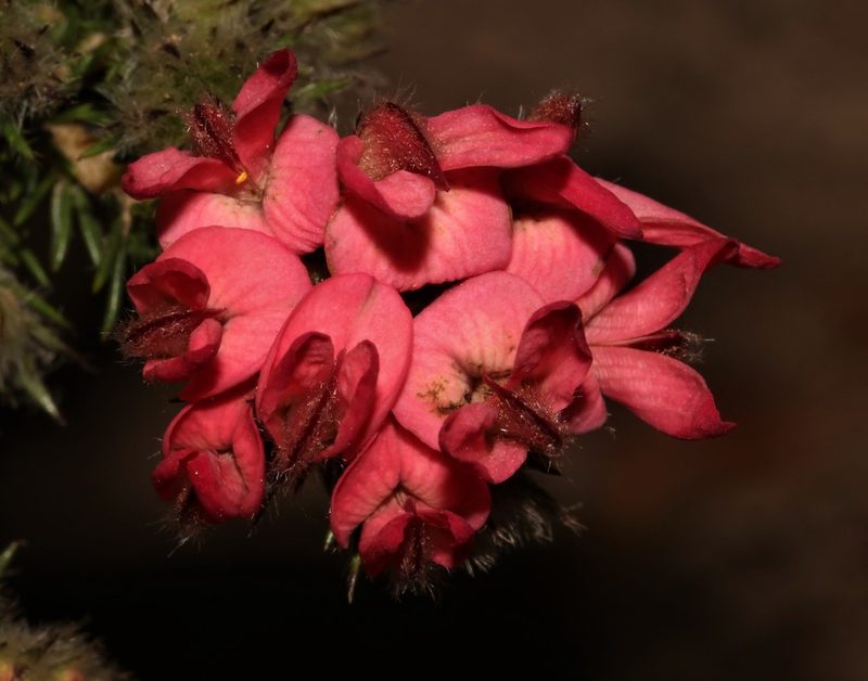 Aspalathus rosea, photographed by Brian du Preez