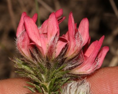 Aspalathus rosea, photographed by Brian du Preez