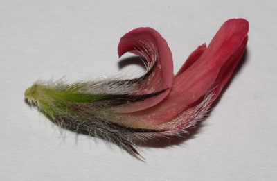 Aspalathus rosea, photographed by Brian du Preez