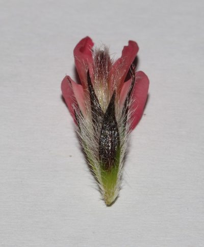 Aspalathus rosea, photographed by Brian du Preez