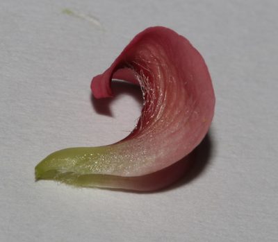 Aspalathus rosea, photographed by Brian du Preez