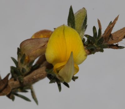 Aspalathus campestris, photographed by Brian du Preez
