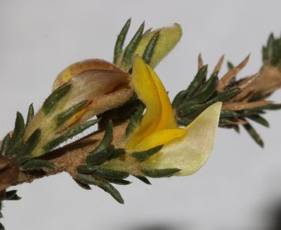 Aspalathus campestris, photographed by Brian du Preez