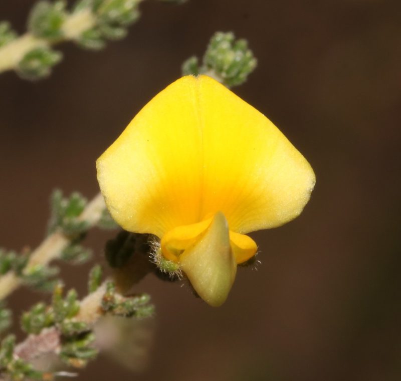 Aspalathus millefolia, photographed by Brian du Preez