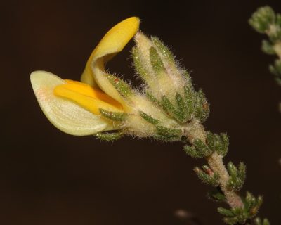 Aspalathus millefolia, photographed by Brian du Preez
