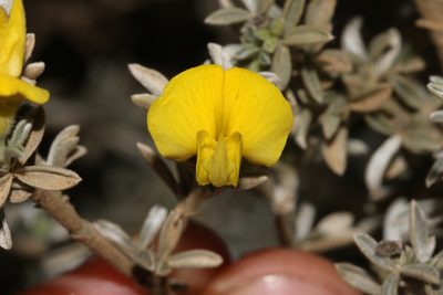 Polhillia pallens, photographed by Brian du Preez