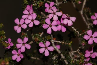Acmadenia heterophylla, photographed by Brian du Preez