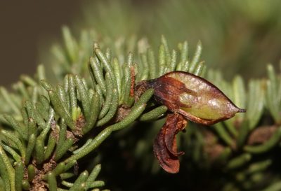 Aspalathus quartzicola, photographed by Brian du Preez
